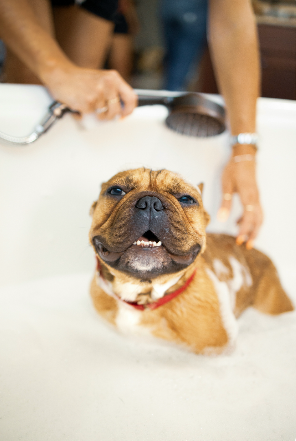 Sand + Paws Pet Shampoo & Conditioner - Vanilla Coconut