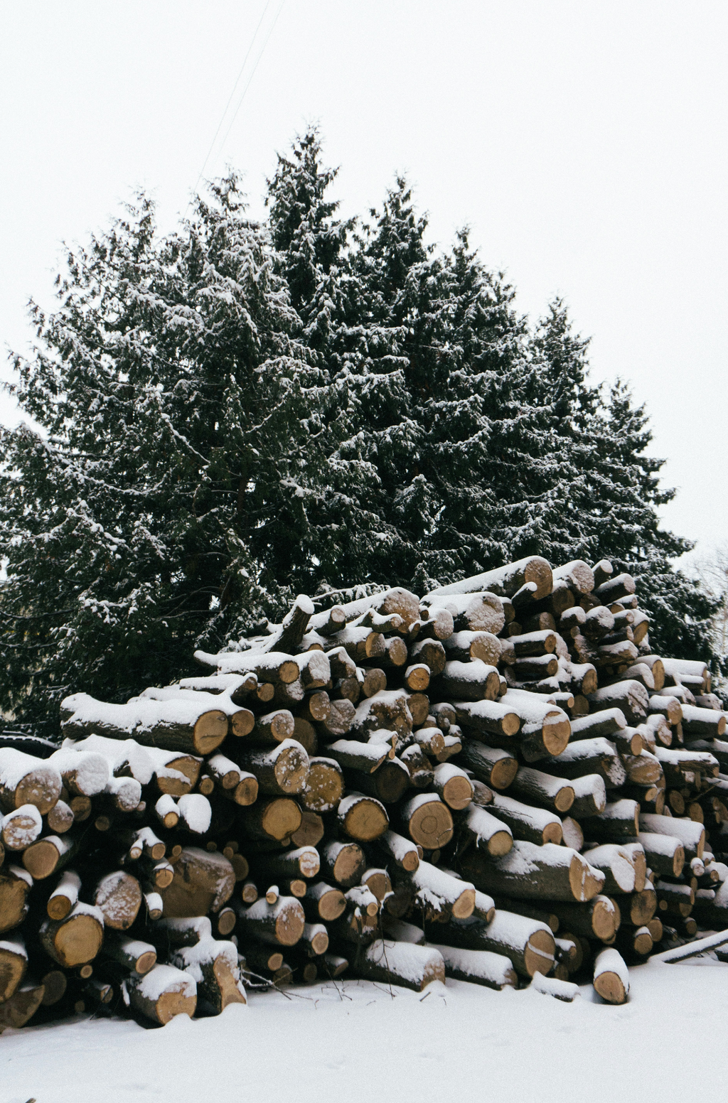 Firewood & Silver Fir 12 oz scented candle