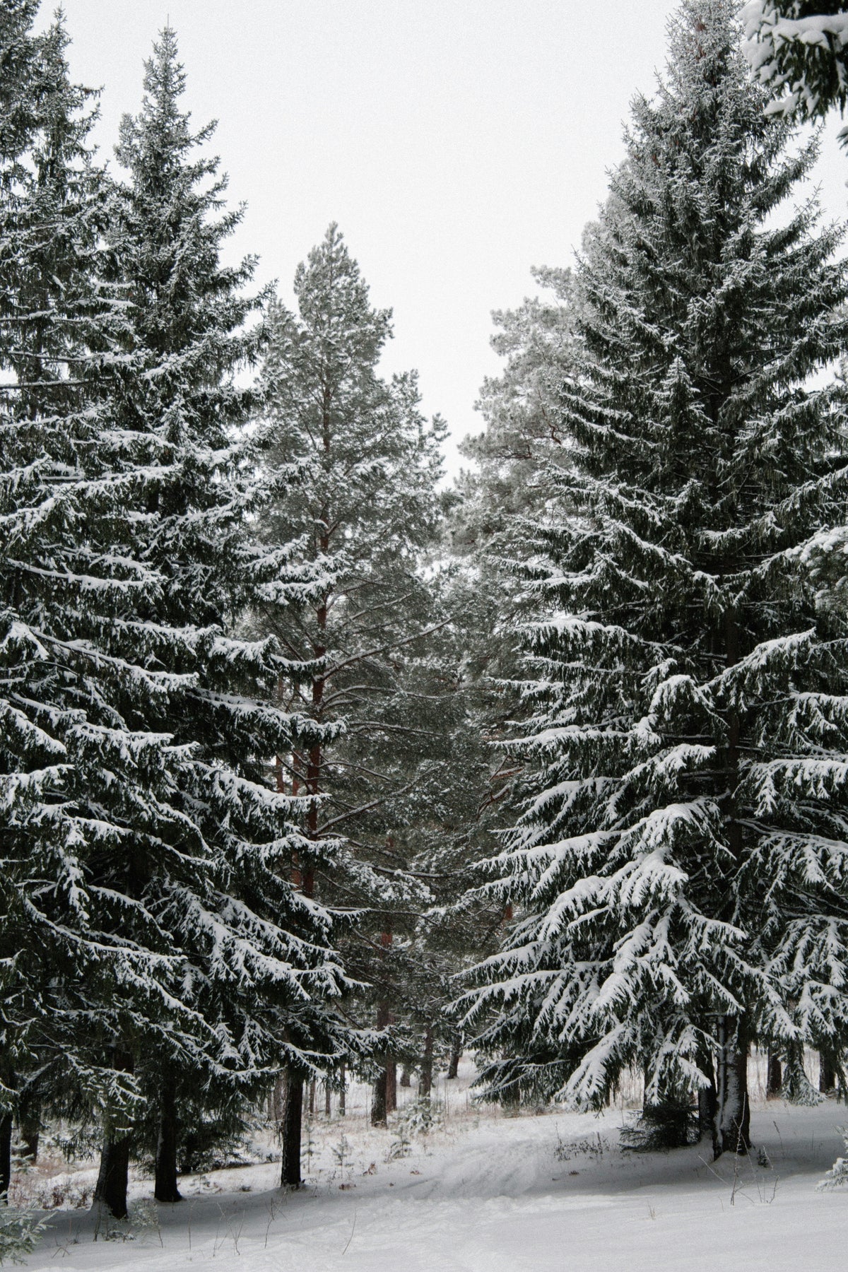 Winter Pine 21 oz scented candle