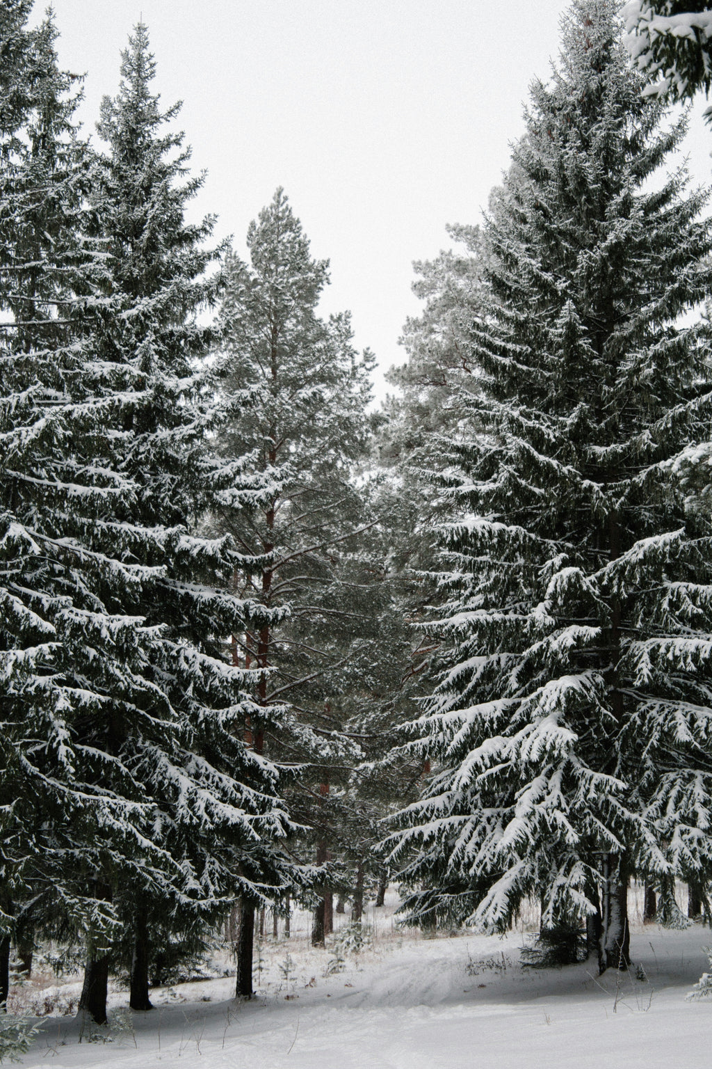 Winter Pine 10oz scented linen candle